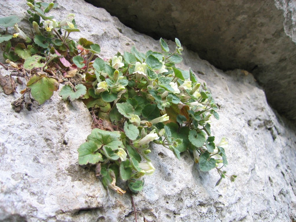 Asarina procumbens